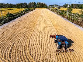 Rice Harvest in Huai'an