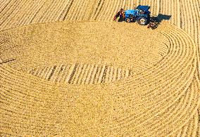 Rice Harvest in Huai'an