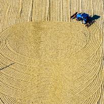 Rice Harvest in Huai'an