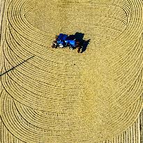 Rice Harvest in Huai'an