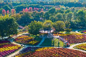 Chrysanthemum Exhibition in Huai'an