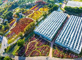 Chrysanthemum Exhibition in Huai'an