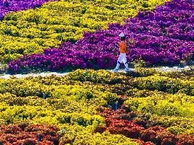 Chrysanthemum Exhibition in Huai'an