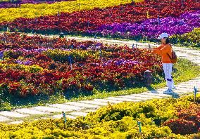 Chrysanthemum Exhibition in Huai'an