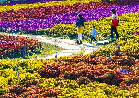 Chrysanthemum Exhibition in Huai'an