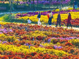 Chrysanthemum Exhibition in Huai'an