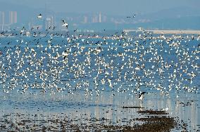 Migatory Birds at Coastal Wetlands in Qingdao