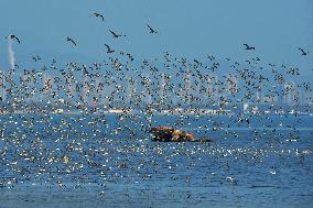 Migatory Birds at Coastal Wetlands in Qingdao