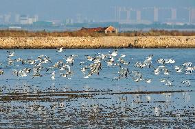 Migatory Birds at Coastal Wetlands in Qingdao