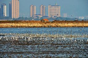 Migatory Birds at Coastal Wetlands in Qingdao