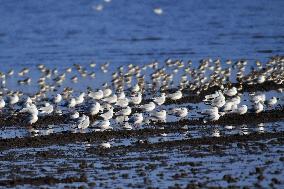 Migatory Birds at Coastal Wetlands in Qingdao