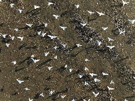 Migatory Birds at Coastal Wetlands in Qingdao