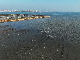 Migatory Birds at Coastal Wetlands in Qingdao