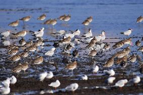 Migatory Birds at Coastal Wetlands in Qingdao