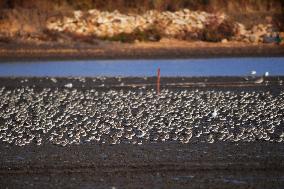 Migatory Birds at Coastal Wetlands in Qingdao