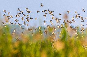 Winter Migratory Birds