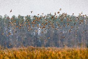 Winter Migratory Birds