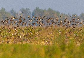 Winter Migratory Birds