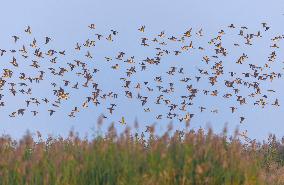 Winter Migratory Birds