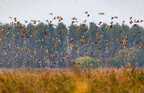 Winter Migratory Birds