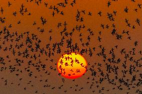 Winter Migratory Birds