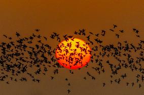 Winter Migratory Birds