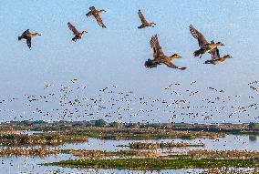 Winter Migratory Birds