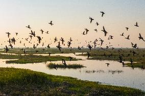 Winter Migratory Birds