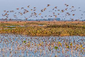 Winter Migratory Birds