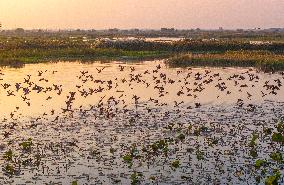 Winter Migratory Birds