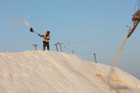 Workers Raking Salt in Guanxi Salt Farm in Lianyungang