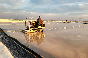 Workers Raking Salt in Guanxi Salt Farm in Lianyungang