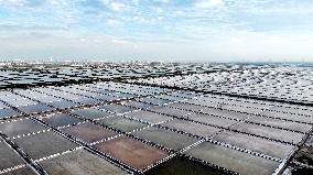 Workers Raking Salt in Guanxi Salt Farm in Lianyungang