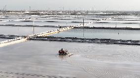 Workers Raking Salt in Guanxi Salt Farm in Lianyungang