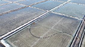 Workers Raking Salt in Guanxi Salt Farm in Lianyungang