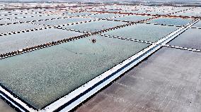 Workers Raking Salt in Guanxi Salt Farm in Lianyungang