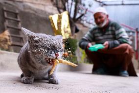 Daily Life In Kashmir