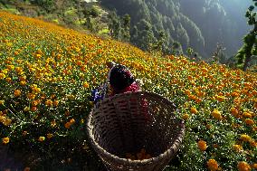 Tihar Festival Vibes In Nepal.