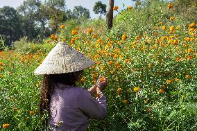 Tihar Festival Vibes In Nepal.