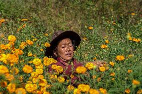 Tihar Festival Vibes In Nepal.