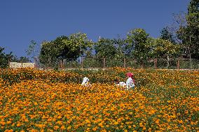 Tihar Festival Vibes In Nepal.