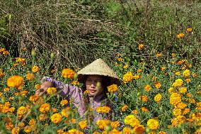 Tihar Festival Vibes In Nepal.