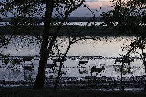 Dafeng Milu Nature Reserve - China