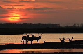 Dafeng Milu Nature Reserve - China