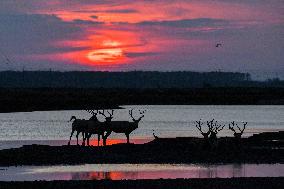 Dafeng Milu Nature Reserve - China