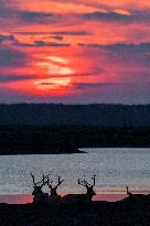 Dafeng Milu Nature Reserve - China