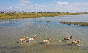 Dafeng Milu Nature Reserve - China