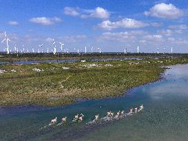 Dafeng Milu Nature Reserve - China