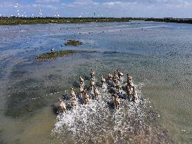 Dafeng Milu Nature Reserve - China