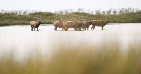 Dafeng Milu Nature Reserve - China